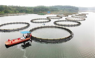 澄迈勇占智高点，扬帆正当时 畜牧渔业饲料销售新篇章