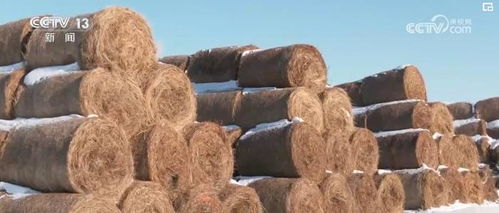 保暖服务专班提供精细化服务，保障渔业畜牧业生产安全与饲料销售畅通