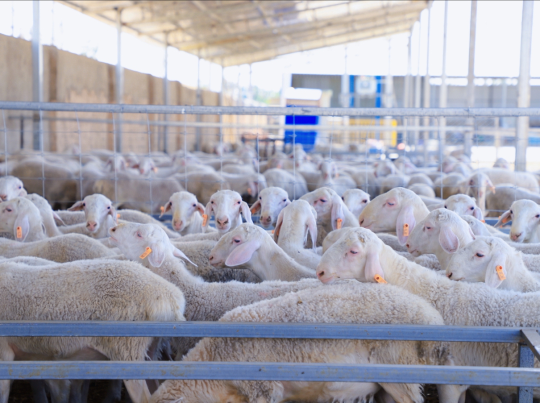 新牧业 新布局 新希望 和硕县“场繁户育”模式激活乡村振兴“畜牧动能”