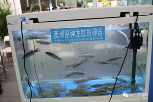 合肥渔博会盛况空前 近500家企业齐聚，亮点纷呈引领行业未来